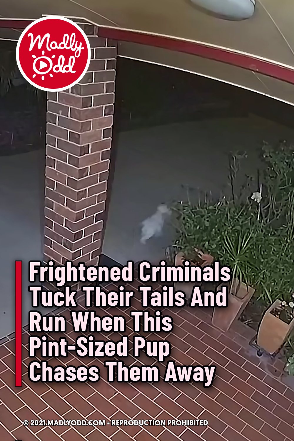 Frightened Criminals Tuck Their Tails And Run When This Pint-Sized Pup Chases Them Away