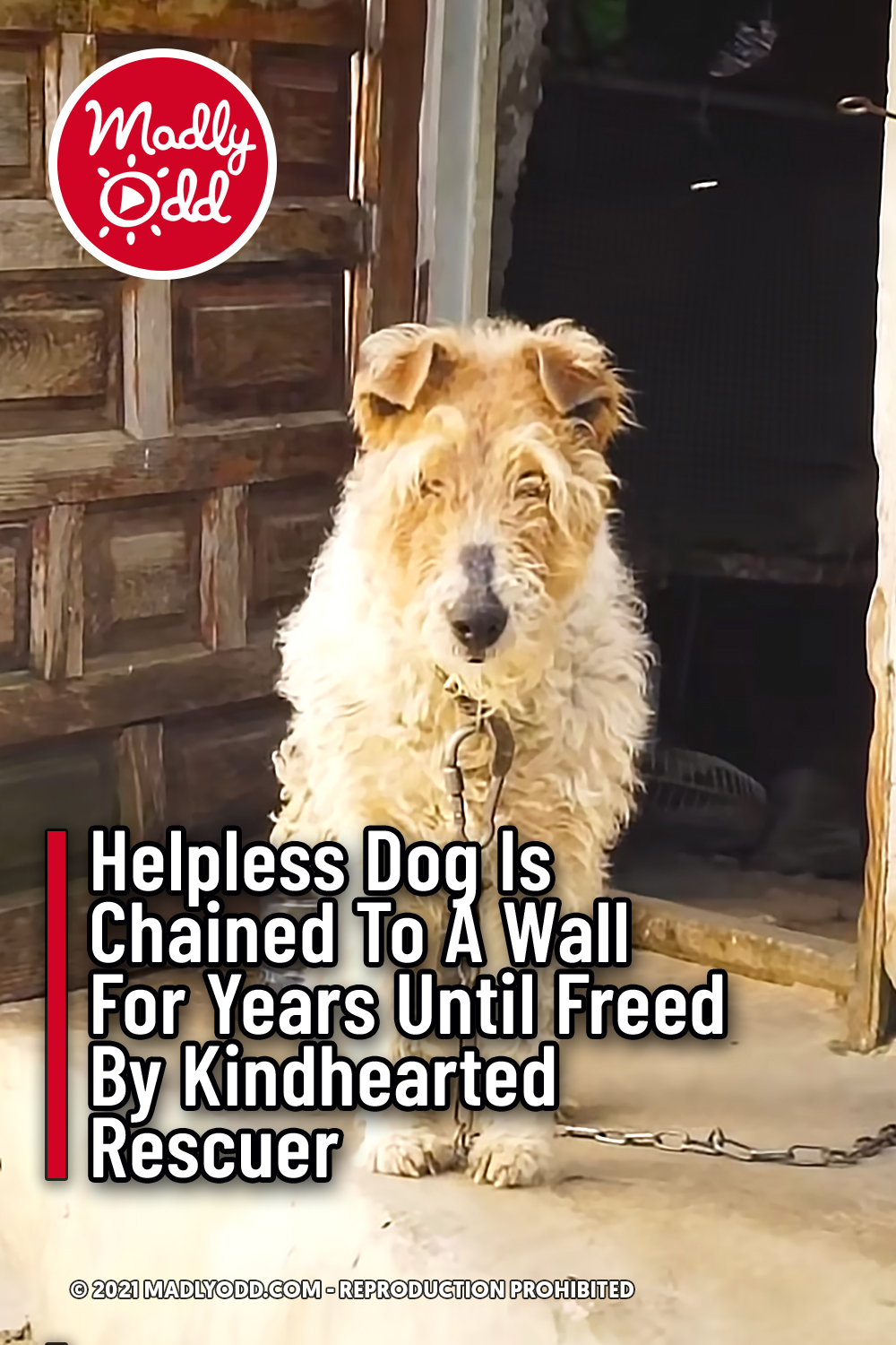 Helpless Dog Is Chained To A Wall For Years Until Freed By Kindhearted Rescuer