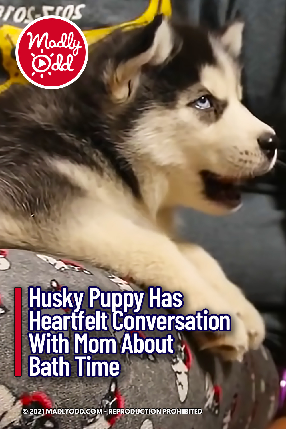 Husky Puppy Has Heartfelt Conversation With Mom About Bath Time