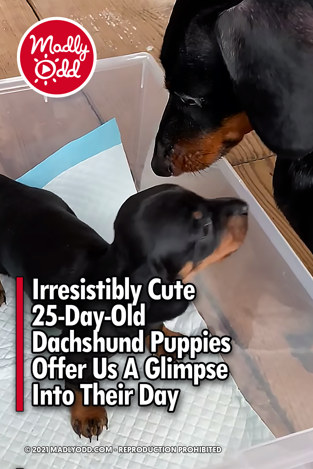 Irresistibly Cute 25-Day-Old Dachshund Puppies Offer Us A Glimpse Into Their Day