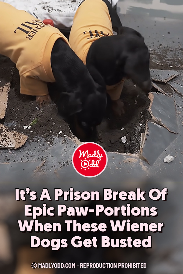 It’s A Prison Break Of Epic Paw-Portions When These Wiener Dogs Get Busted