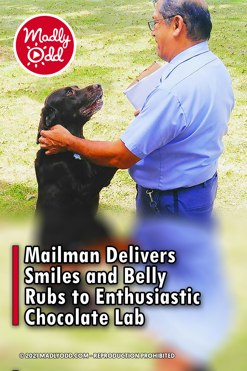 Mailman Delivers Smiles and Belly Rubs to Enthusiastic Chocolate Lab