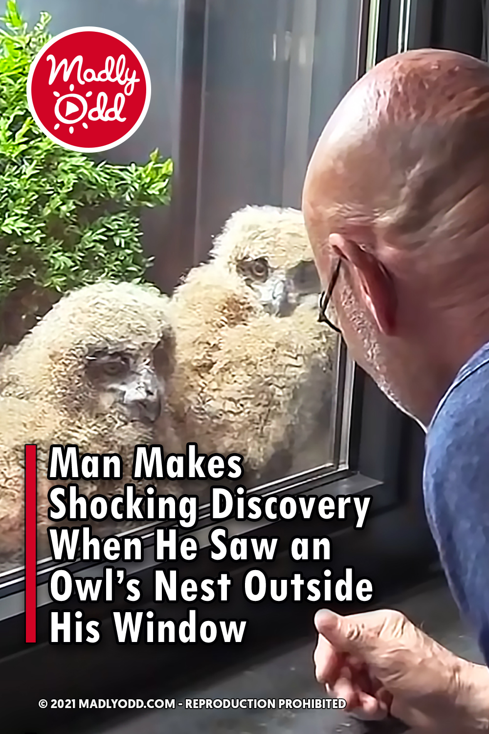 Man Makes Shocking Discovery When He Saw an Owl’s Nest Outside His Window