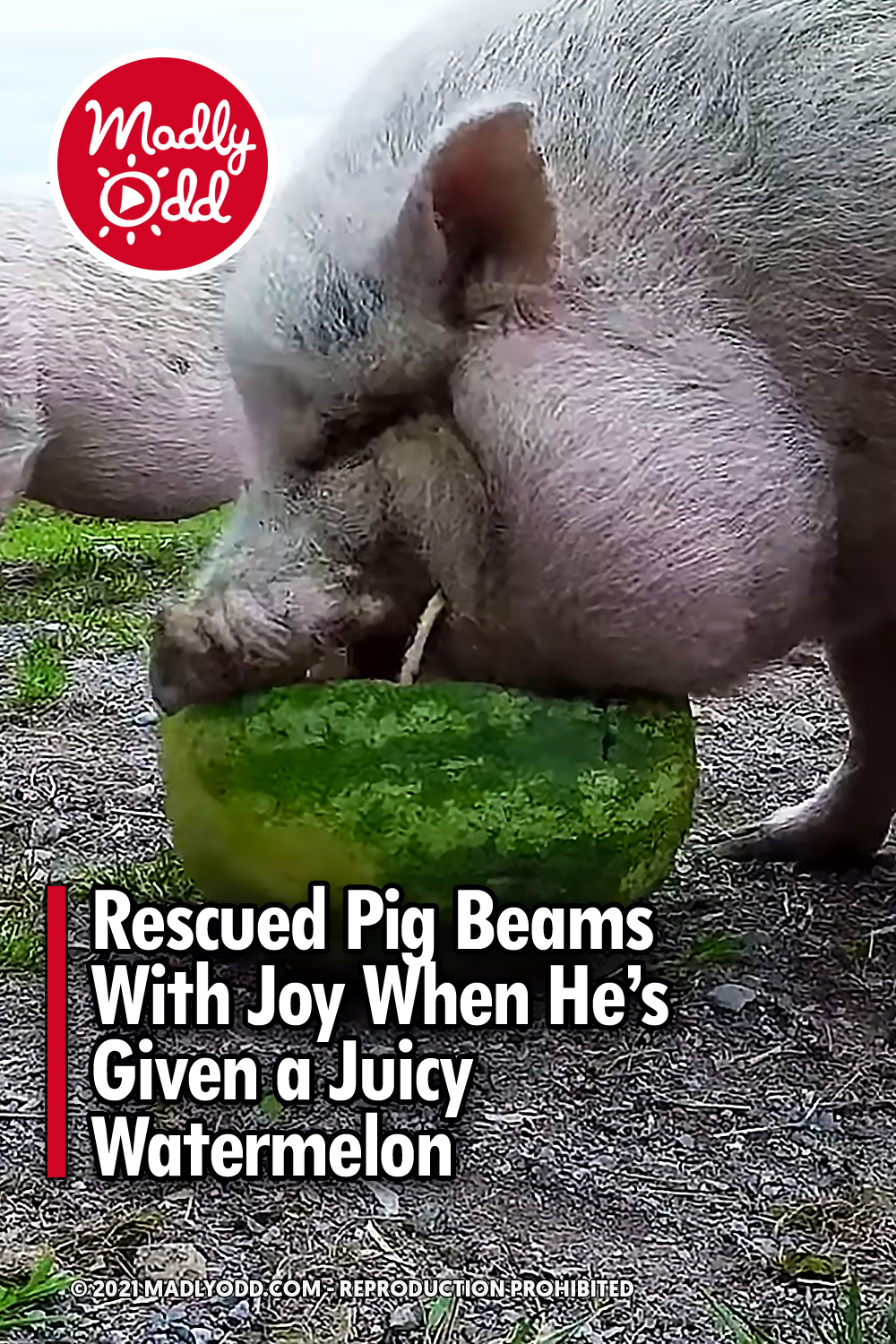 Rescued Pig Beams With Joy When He’s Given a Juicy Watermelon