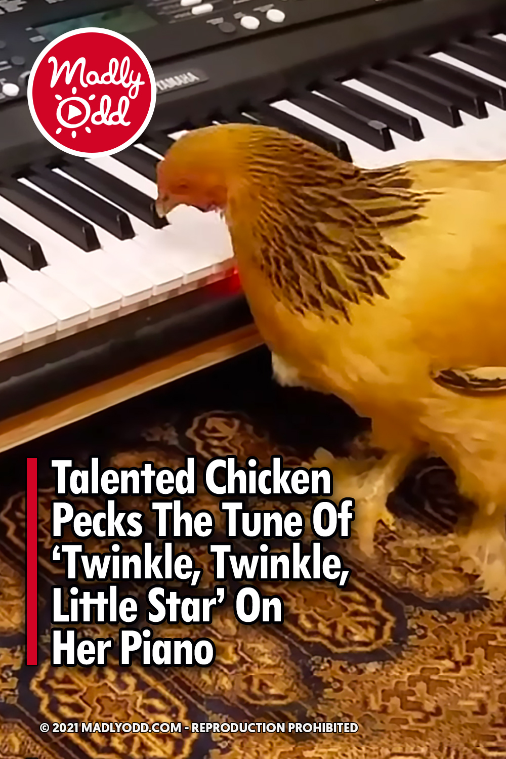 Talented Chicken Pecks The Tune Of ‘Twinkle, Twinkle, Little Star’ On Her Piano
