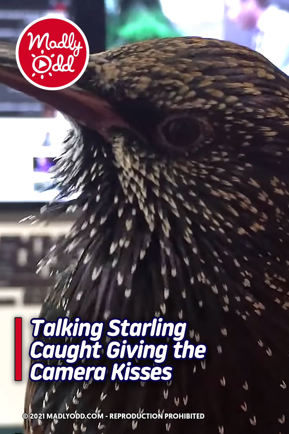 Talking Starling Caught Giving the Camera Kisses