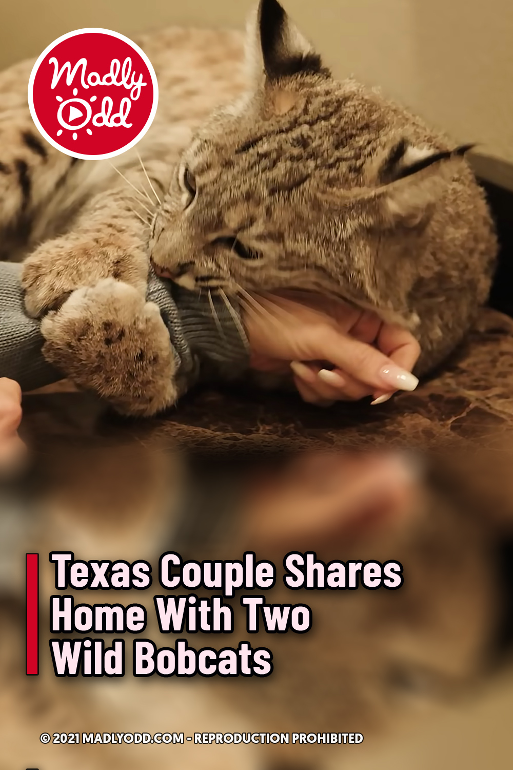 Texas Couple Shares Home With Two Wild Bobcats