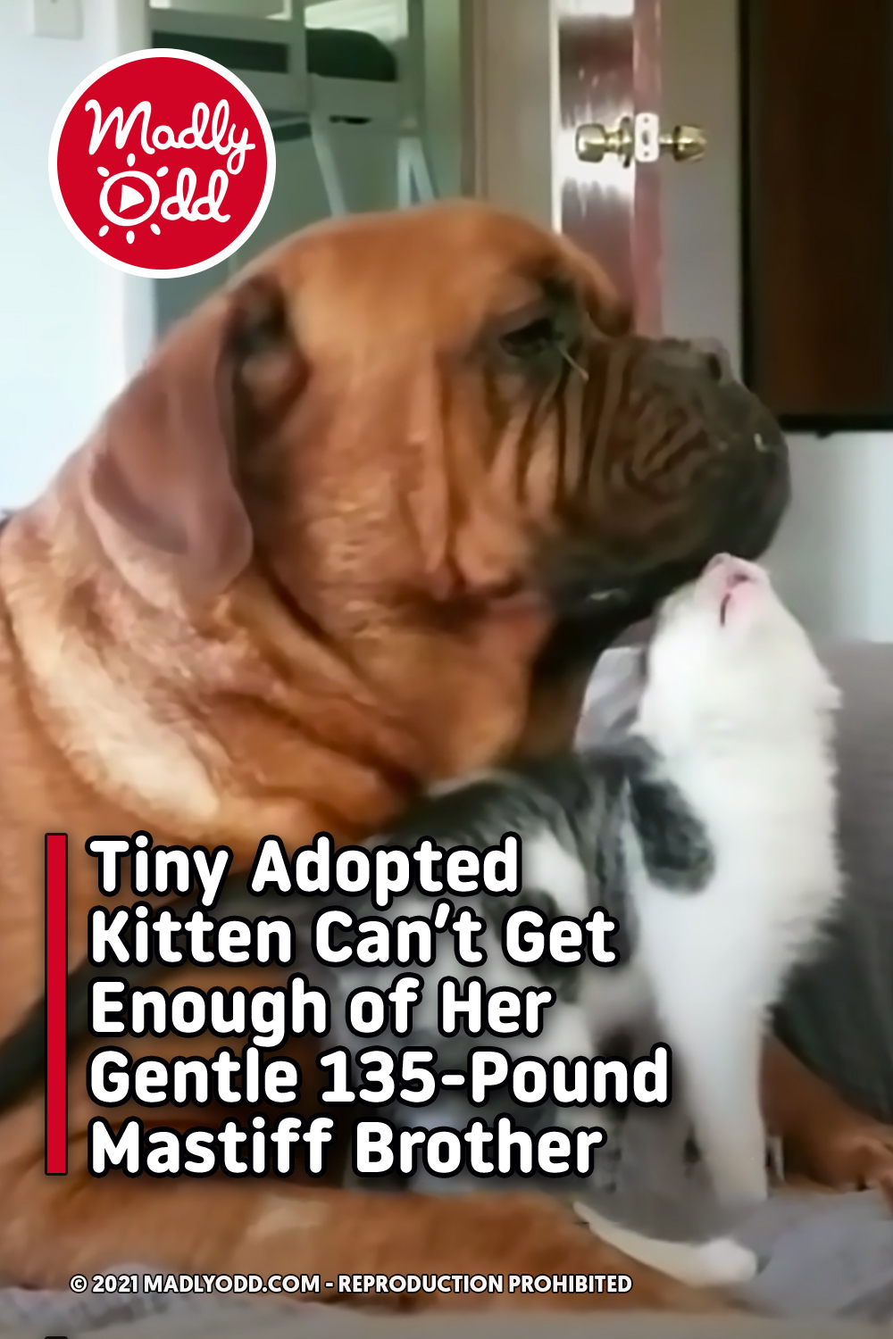 Tiny Adopted Kitten Can’t Get Enough of Her Gentle 135-Pound Mastiff Brother