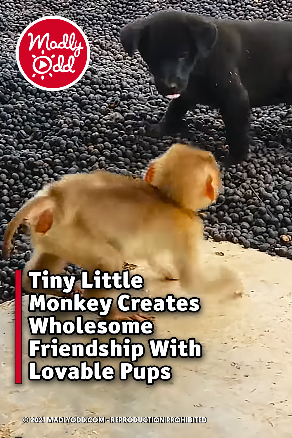 Tiny Little Monkey Creates Wholesome Friendship With Lovable Pups