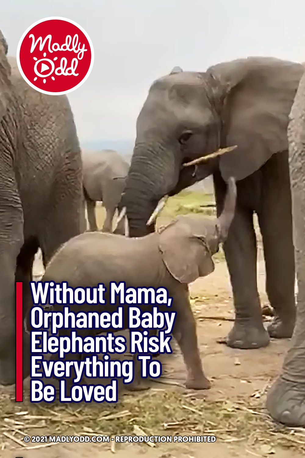 Without Mama, Orphaned Baby Elephants Risk Everything To Be Loved