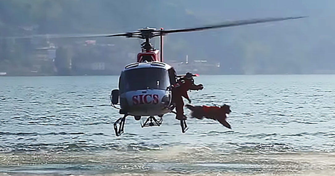 Training Video Showcases Epic Footage of Lifeguard Dogs in Training