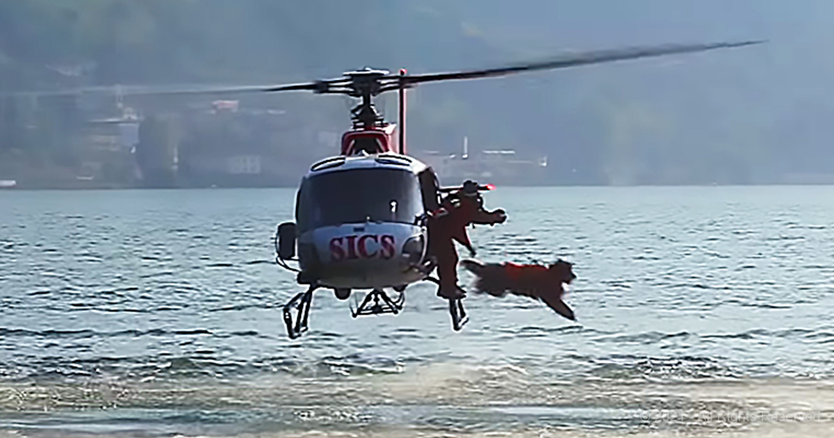 Training Video Showcases Epic Footage of Lifeguard Dogs in Training Jumping Out of Helicopter