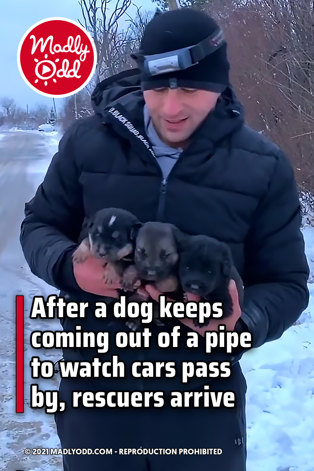 After a dog keeps coming out of a pipe to watch cars pass by, rescuers arrive