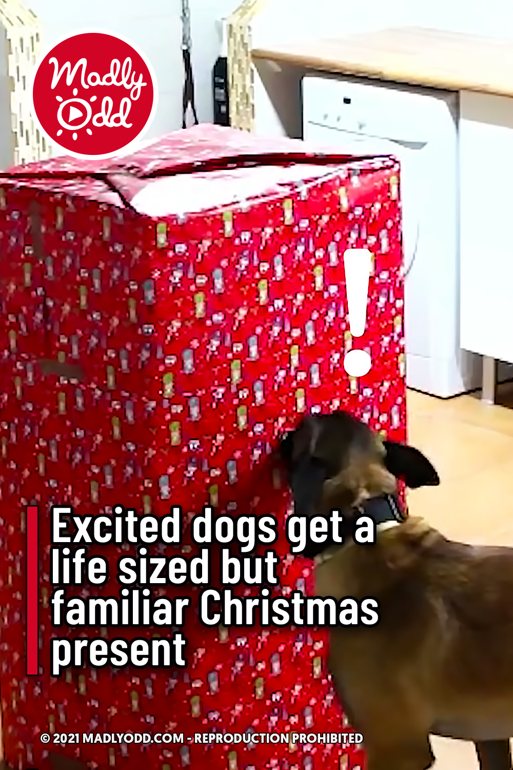 Excited dogs get a life sized but familiar Christmas present
