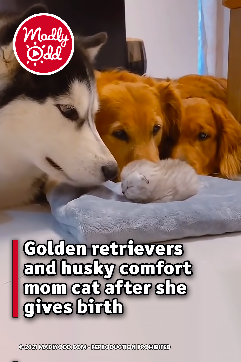 Golden retrievers and husky comfort mom cat after she gives birth