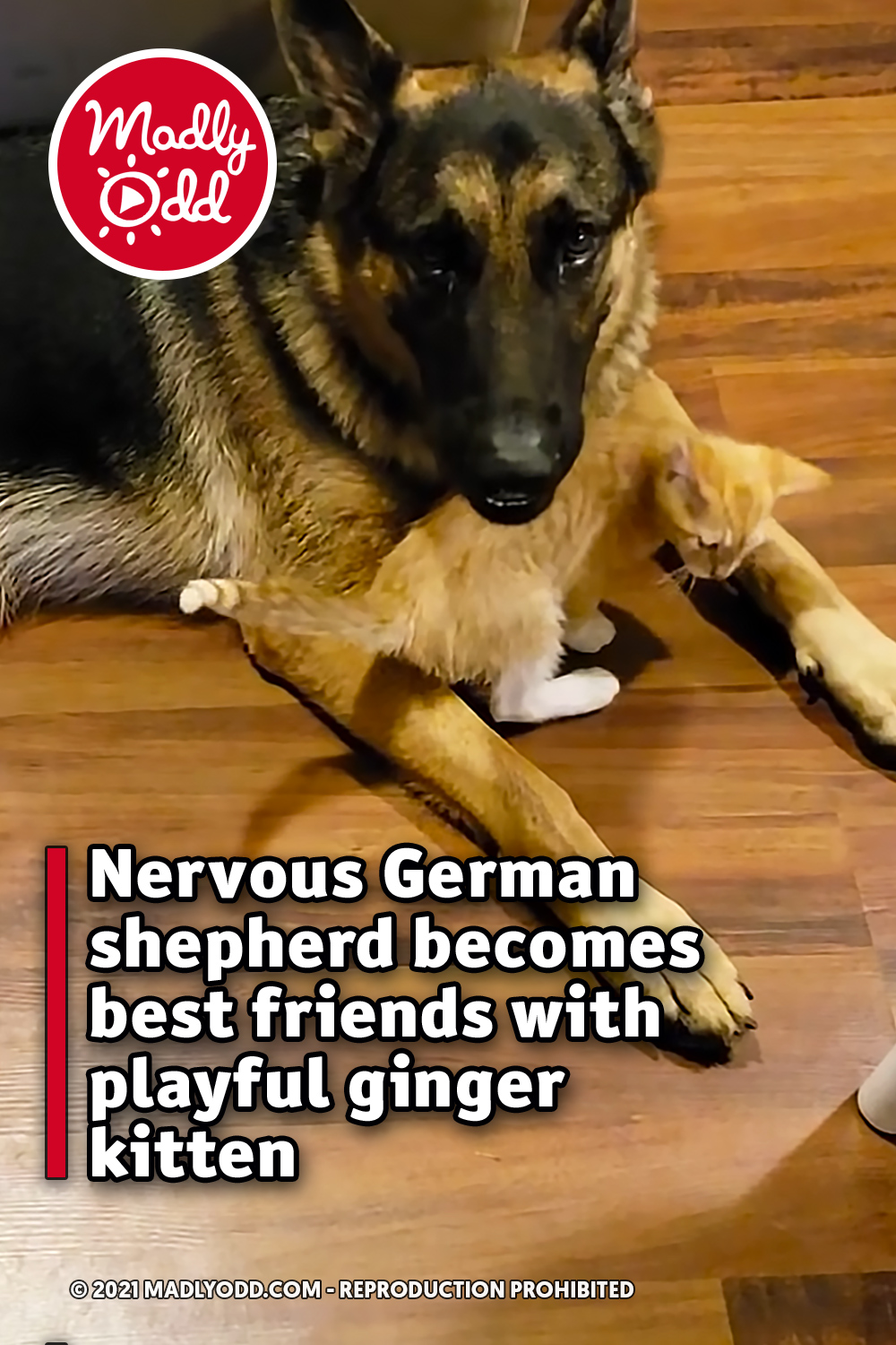 Nervous German shepherd becomes best friends with playful ginger kitten