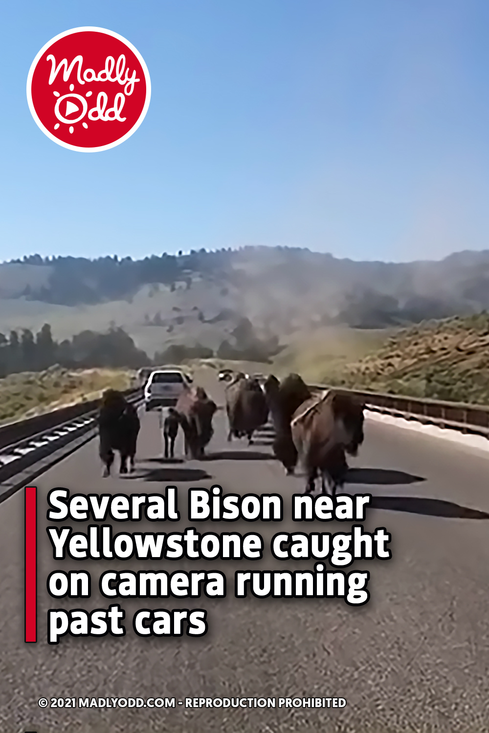Several Bison near Yellowstone caught on camera running past cars