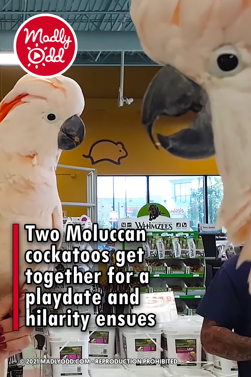 Two Moluccan cockatoos get together for a playdate and hilarity ensues