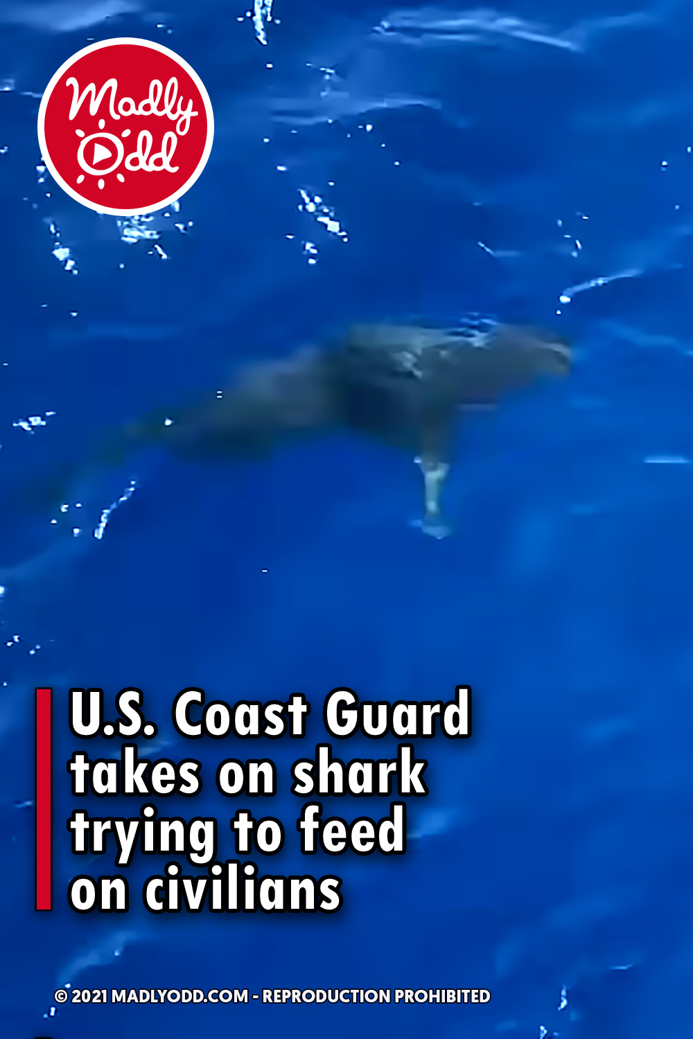 U.S. Coast Guard takes on shark trying to feed on civilians