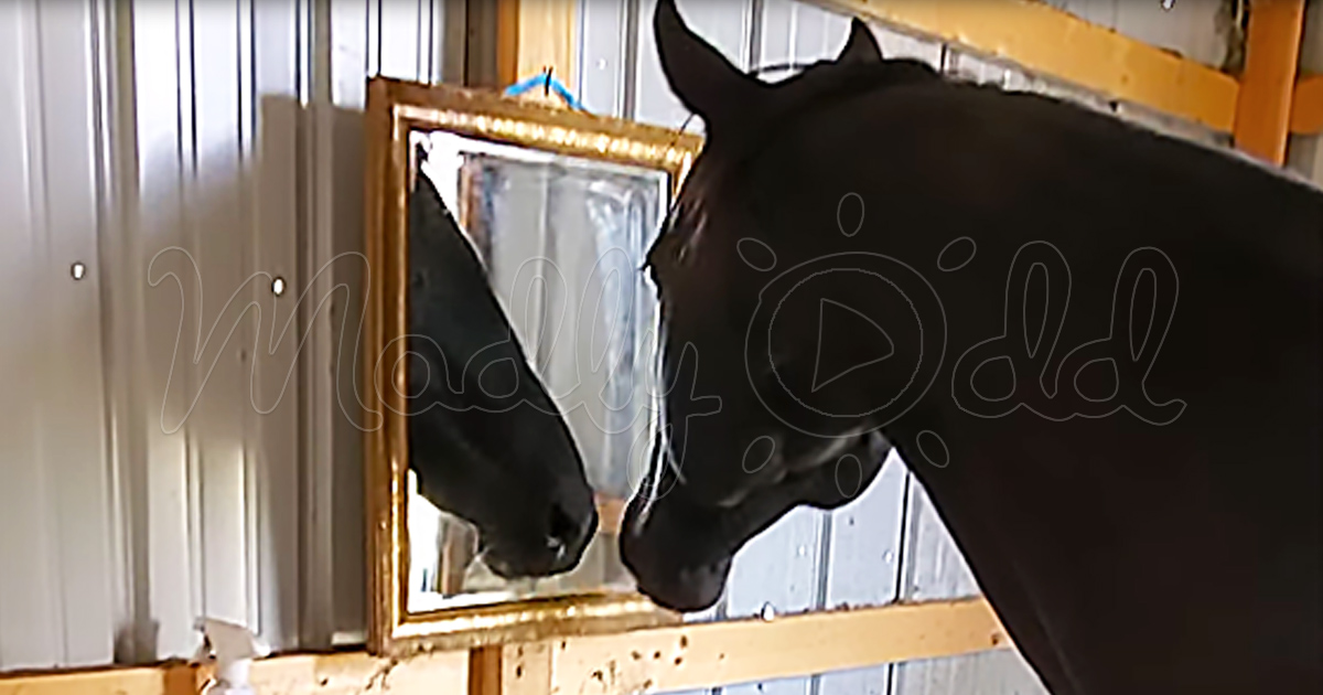 Adorable reaction when horse sees herself in mirror