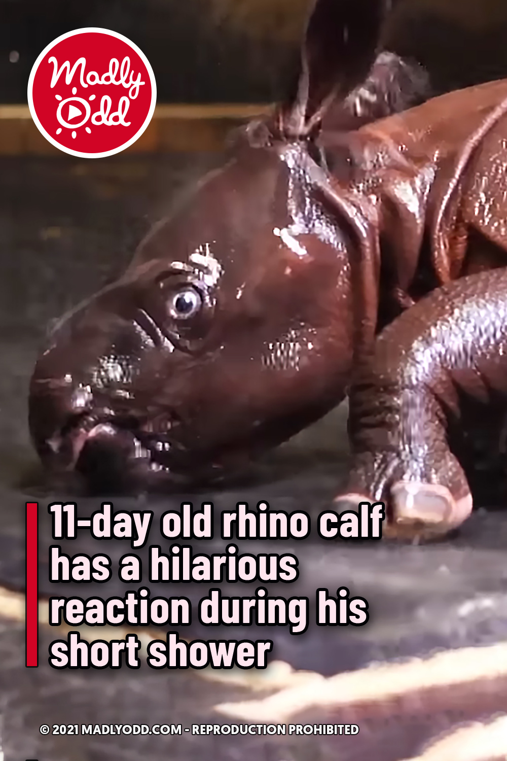 11-day old rhino calf has a hilarious reaction during his short shower