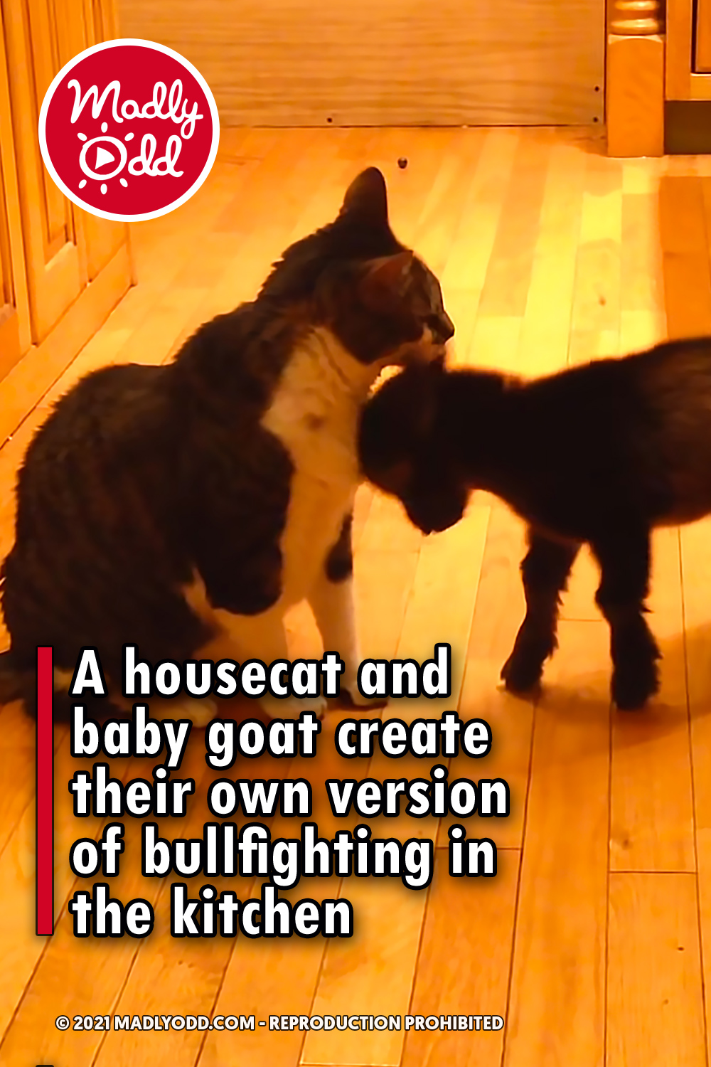 A housecat and baby goat create their own version of bullfighting in the kitchen