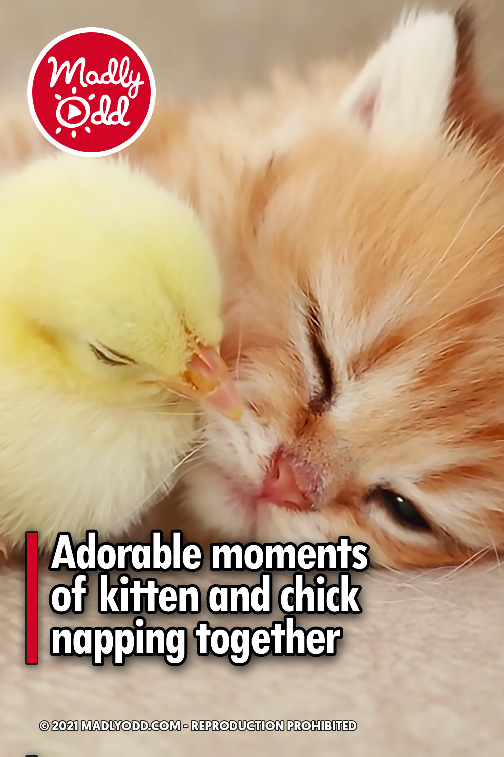Adorable moments of kitten and chick napping together