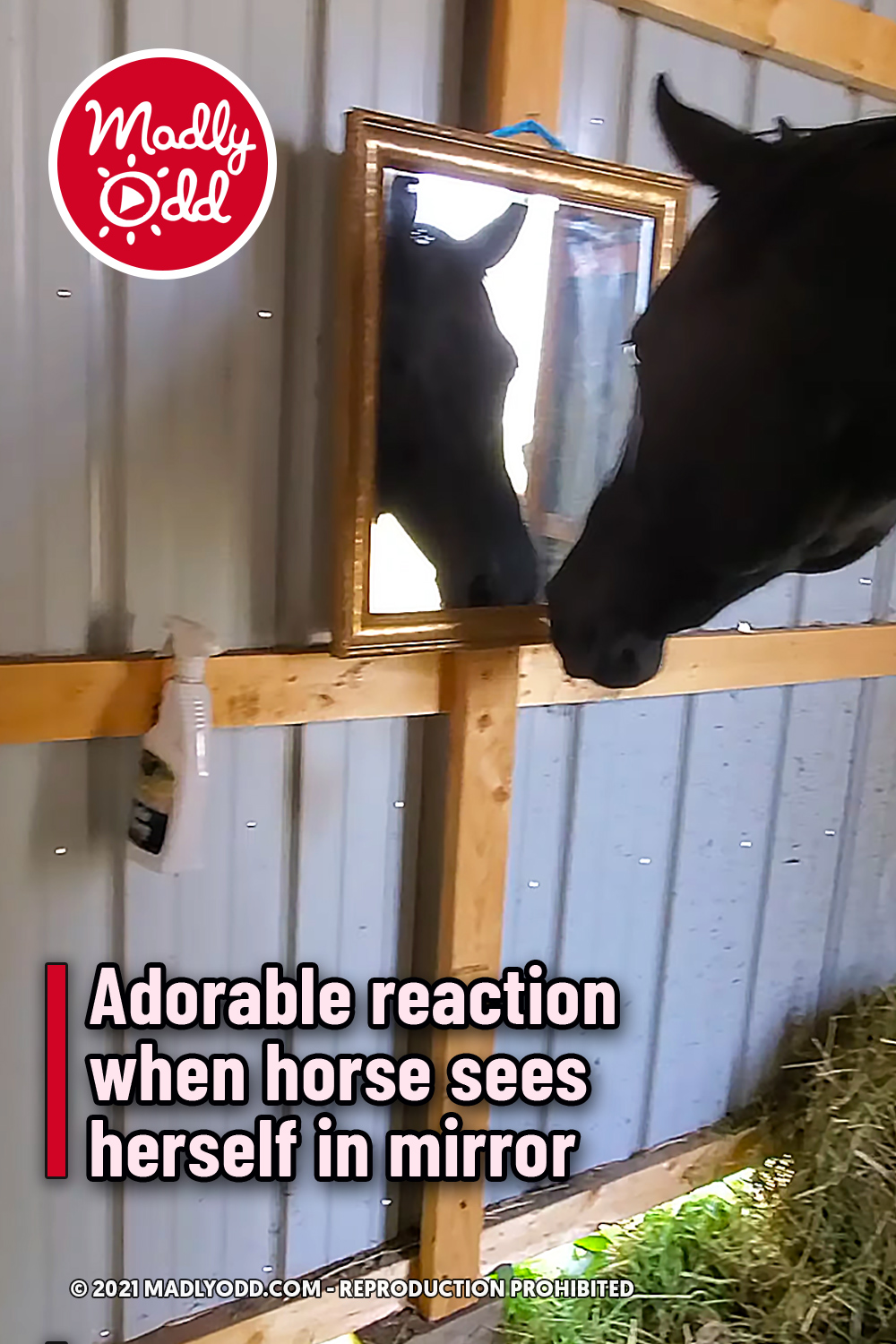 Adorable reaction when horse sees herself in mirror