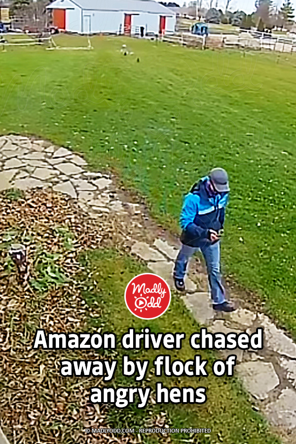 Amazon driver chased away by flock of angry hens