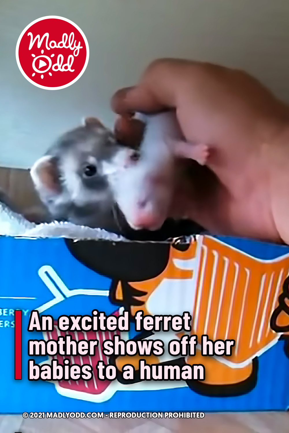 An excited ferret mother shows off her babies to a human