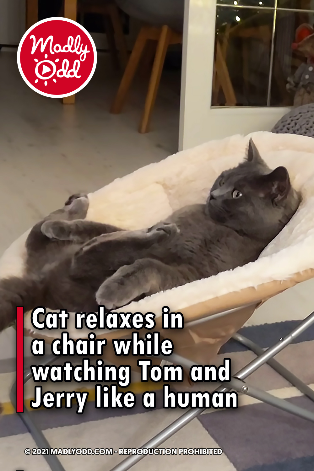 Cat relaxes in a chair while watching Tom and Jerry like a human