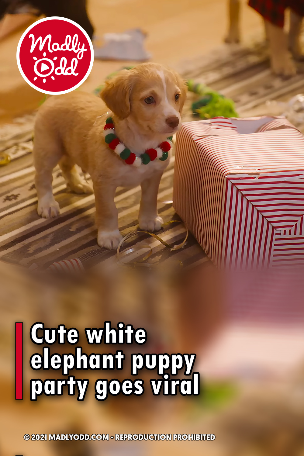 Cute white elephant puppy party goes viral