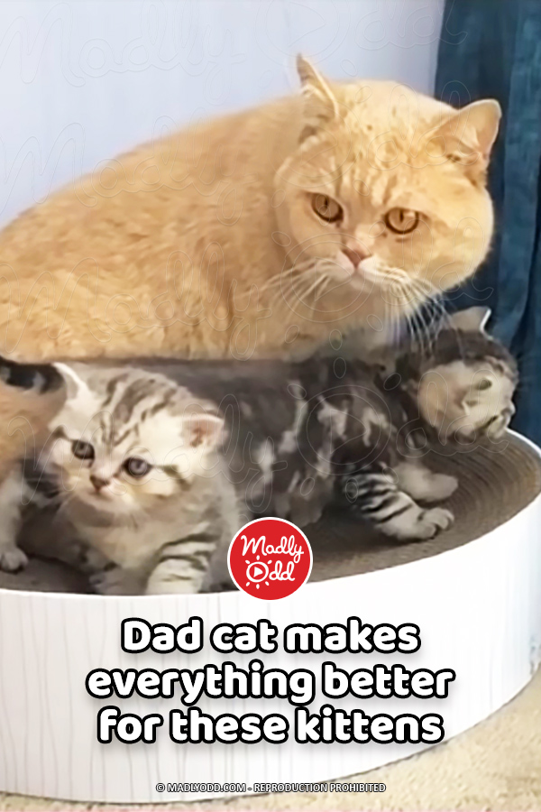 Dad cat makes everything better for these kittens