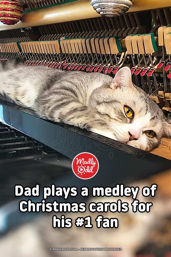 Dad plays a medley of Christmas carols for his #1 fan