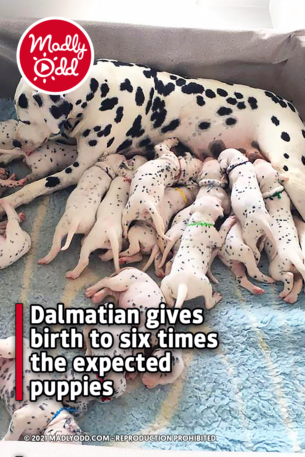 Dalmatian gives birth to six times the expected puppies