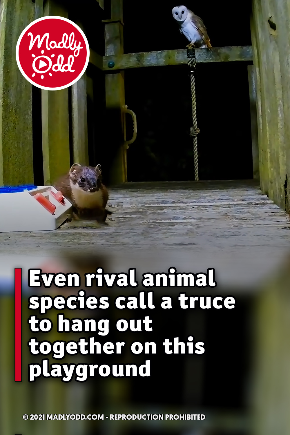 Even rival animal species call a truce to hang out together on this playground