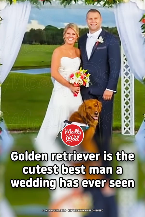 Golden retriever is the cutest best man a wedding has ever seen
