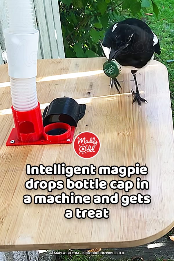 Intelligent magpie drops bottle cap in a machine and gets a treat