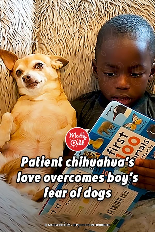 Patient chihuahua’s love overcomes boy’s fear of dogs