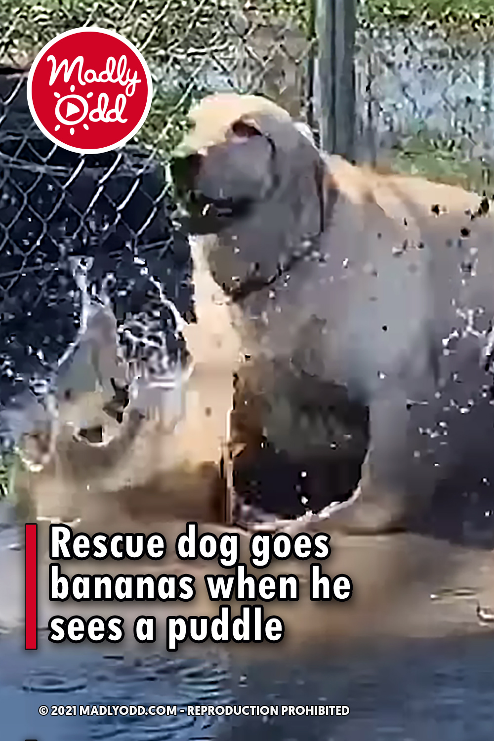 Rescue dog goes bananas when he sees a puddle