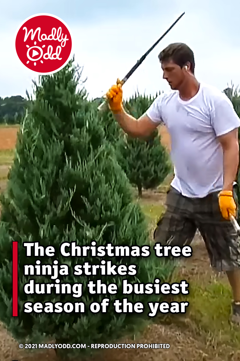 The Christmas tree ninja strikes during the busiest season of the year