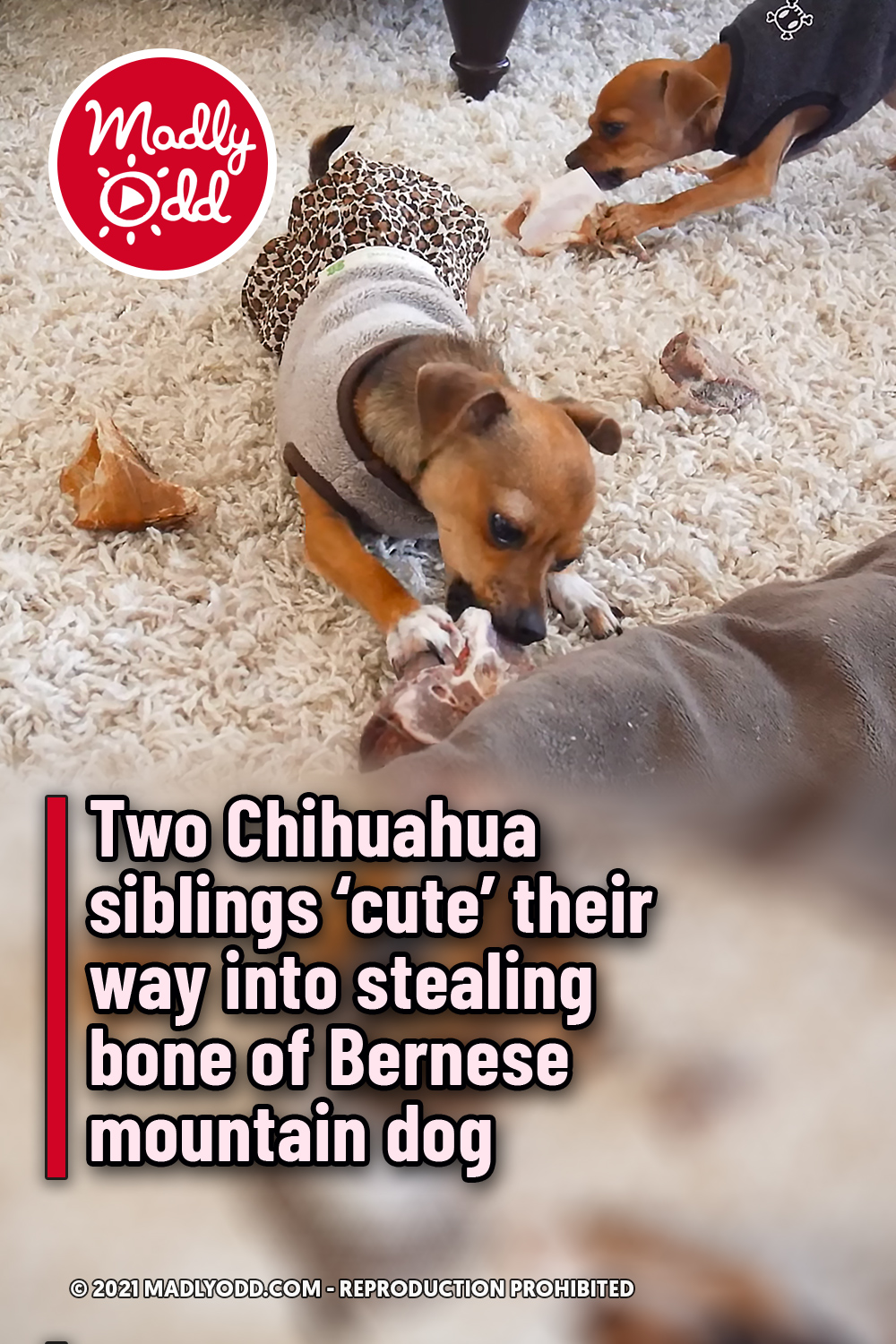 Two Chihuahua siblings ‘cute’ their way into stealing bone of Bernese mountain dog