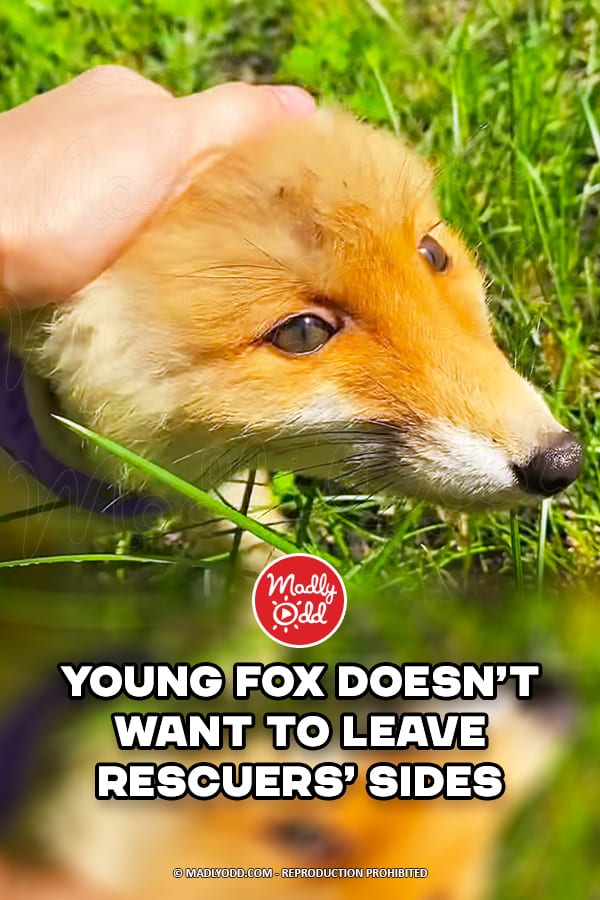 Young fox doesn’t want to leave rescuers’ sides
