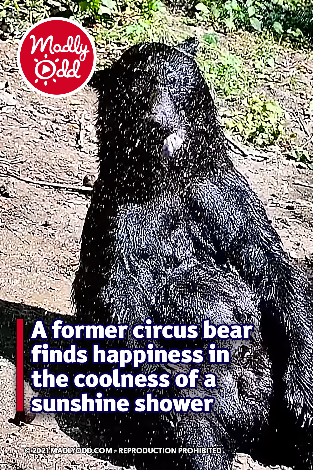 A former circus bear finds happiness in the coolness of a sunshine shower