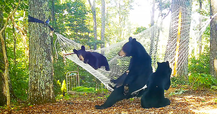 Nature And Wildlife Tv | Mama Bear And Her Two Cubs Are Gleefully Enjoying Playtime With A Hammock