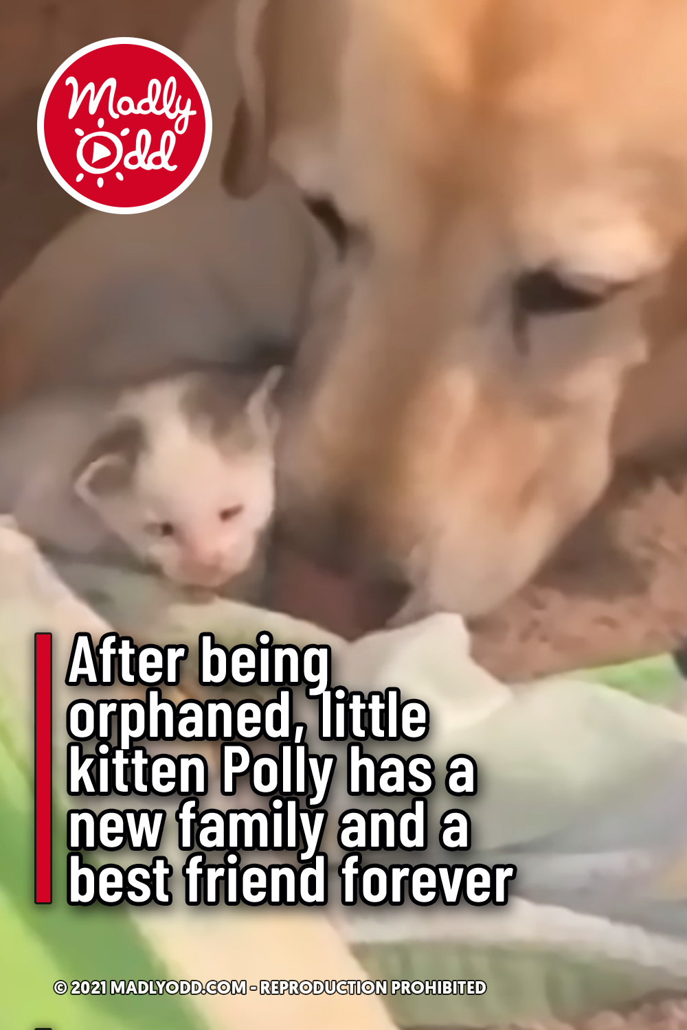 After being orphaned, little kitten Polly has a new family and a best friend forever