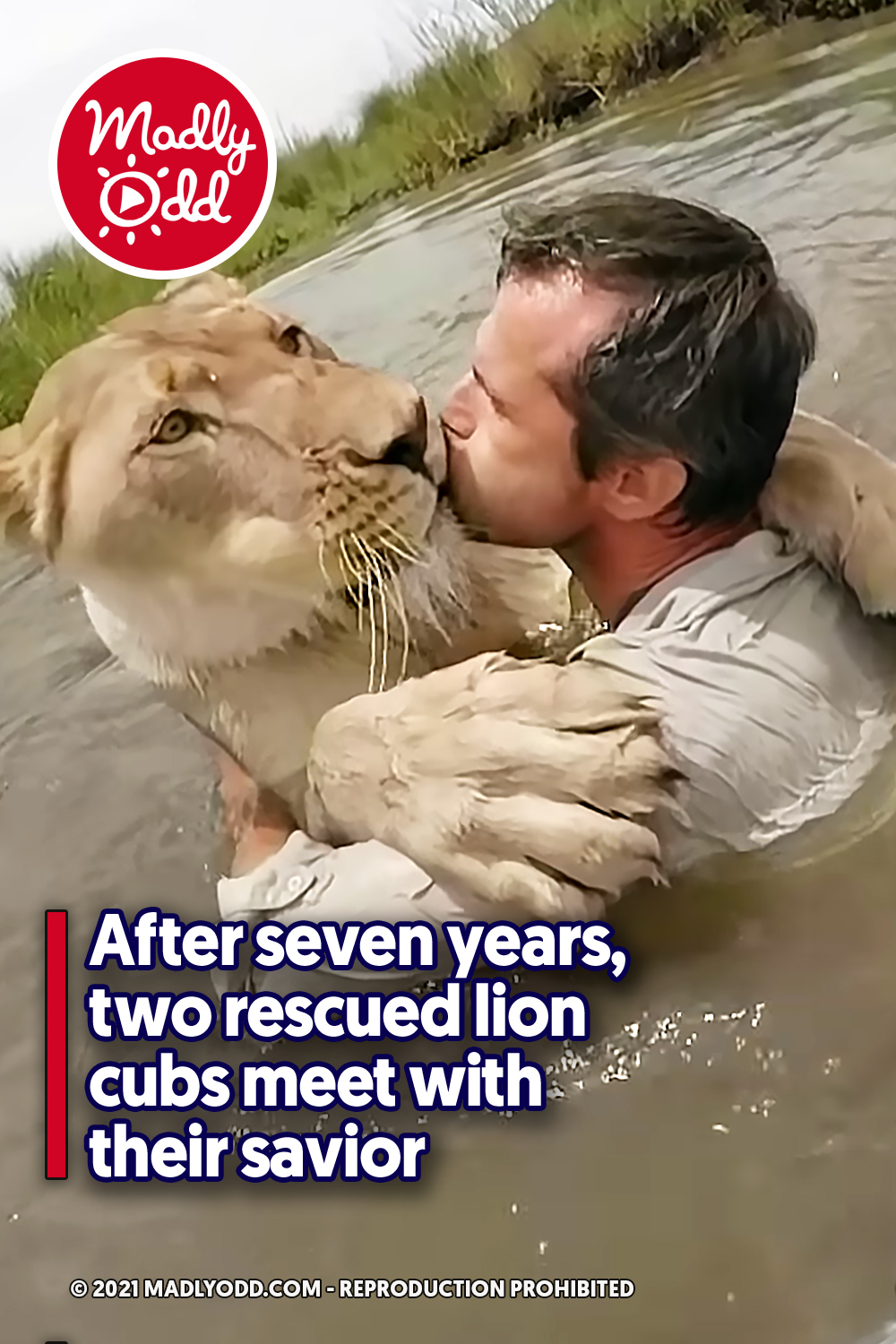 After seven years, two rescued lion cubs meet with their savior