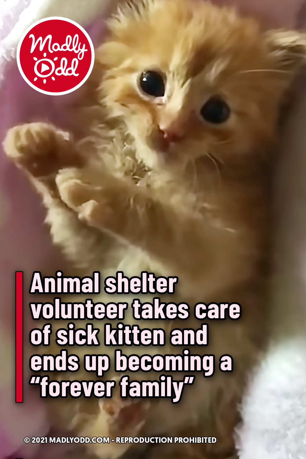 Animal shelter volunteer takes care of sick kitten and ends up becoming a “forever family”