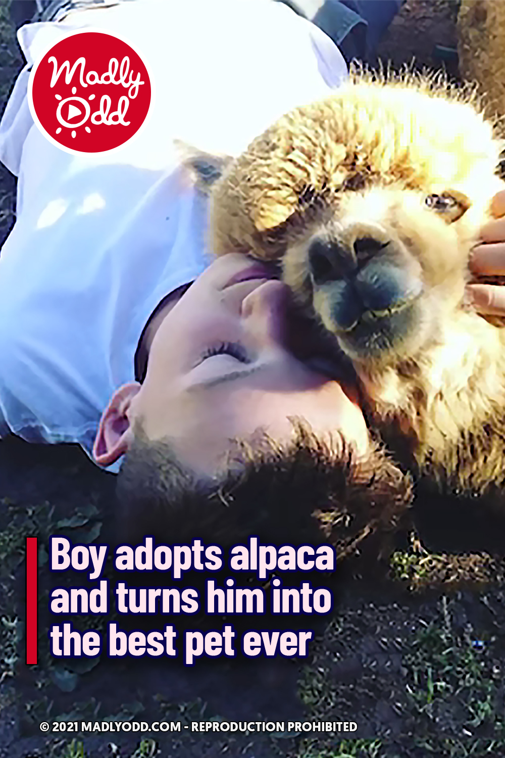 Boy adopts alpaca and turns him into the best pet ever