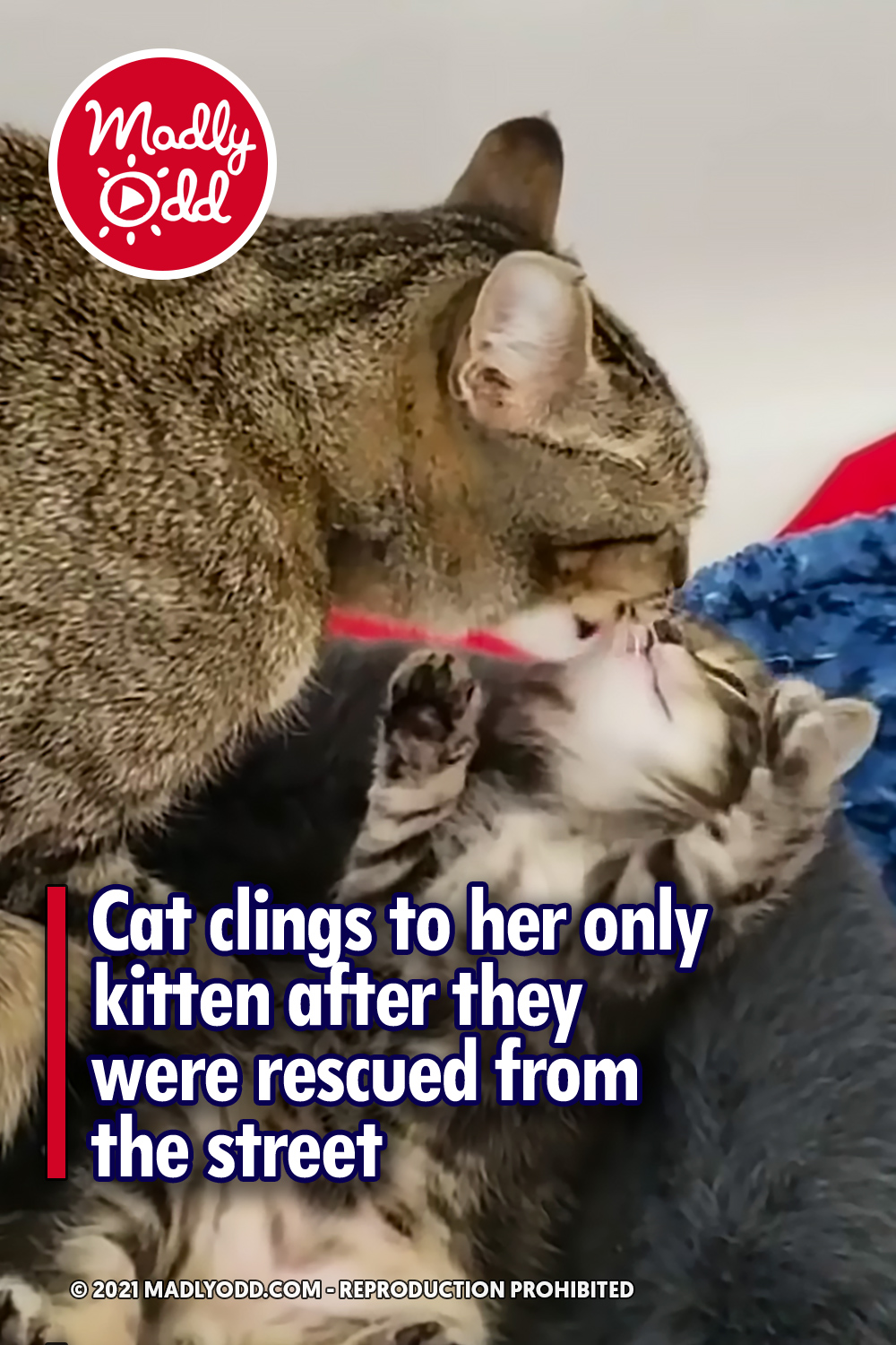Cat clings to her only kitten after they were rescued from the street